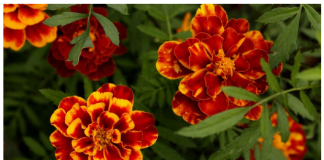 NAJKORISNIJI CVIJET U BAŠTI: 10 razloga da ovaj proljeća POSIJETE KADIFE