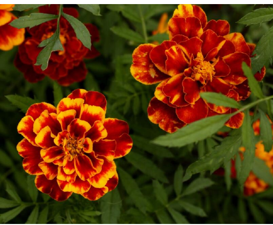 NAJKORISNIJI CVIJET U BAŠTI: 10 razloga da ovaj proljeća POSIJETE KADIFE