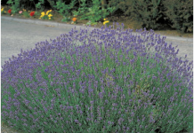 Lavanda traži posebnu njegu: Evo kada je potrebno presaditi i orezati da bi iduće godine obilno cvjetala