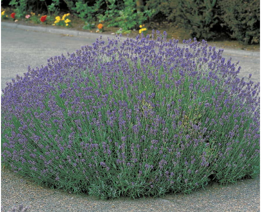 Lavanda traži posebnu njegu: Evo kada je potrebno presaditi i orezati da bi iduće godine obilno cvjetala