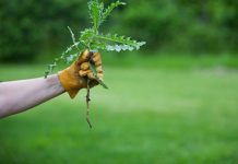 Nema više čupanje korova: Na proljeće samo pospite 1 namirnicu po njemu i biće trajno uništen Nema više čupanje korova: Na proljeće samo pospite 1 namirnicu po njemu i biće trajno uništen - featured image