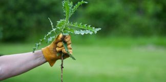 Nema više čupanje korova: Na proljeće samo pospite 1 namirnicu po njemu i biće trajno uništen Nema više čupanje korova: Na proljeće samo pospite 1 namirnicu po njemu i biće trajno uništen - featured image