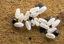 Primijetila sam čudne bele tačke na krevetu — ono što je sam kasnije otkrilo bilo je zaista zastrašujuće.