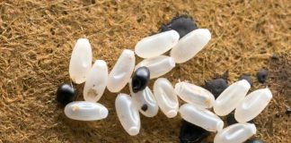 Primijetila sam čudne bele tačke na krevetu — ono što je sam kasnije otkrilo bilo je zaista zastrašujuće.