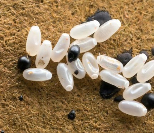 Primijetila sam čudne bele tačke na krevetu — ono što je sam kasnije otkrilo bilo je zaista zastrašujuće.