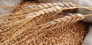 Svi misle da su zdrave, a zbog njih se gojite! Doktor tvrdi da ove 2 namirnice treba oprezno jesti