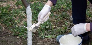 Da li je zaista potrebno KREČITI VOĆKE u proleće: Evo šta kažu stručnjaci – kada pomaže, a kada je već kasno