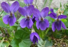 Ljekovita svojstva ljubičice – mali cvijet sa velikom moći