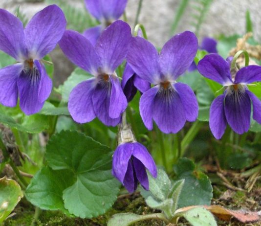 Ljekovita svojstva ljubičice – mali cvijet sa velikom moći