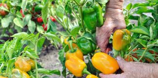 Najbolje i najgore biljke za sadnju uz papriku Najbolje i najgore biljke za sadnju uz papriku - featured image