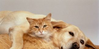 Mačke osjete kad vam dolazi bolest, a psi kad vam dolazi loša osoba: Evo kako životinje skeniraju energiju