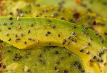 OVE NAMIRNICE UNIŠTAVAJU DEBELO CRIJEVO I CRIJEVNU SLUZNICU: Svi ih TAMANE SVAKODNEVNO, a nemaju pojma koliko su LOŠE OVE NAMIRNICE UNIŠTAVAJU DEBELO CRIJEVO I CRIJEVNU SLUZNICU: Svi ih TAMANE SVAKODNEVNO, a nemaju pojma koliko su LOŠE - featured image