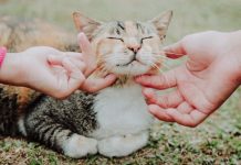 TRLJA LI SE MAČKA UZ VAŠE NOGE: Evo šta vam pokušava reći