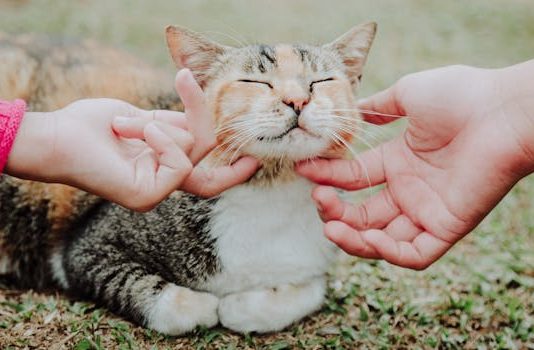 TRLJA LI SE MAČKA UZ VAŠE NOGE: Evo šta vam pokušava reći