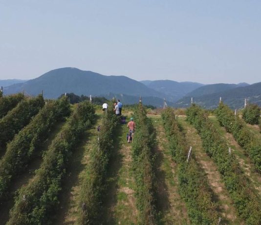 Kolike su dnevnice berača voća u Srbiji? Sezona samo što nije počela, evo šta se najviše plaća
