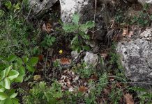 KOD ZENICE USLIKANA NAJOTROVNIJA ZMIJA U EVROPI: Sve mame slatke jagode, a malo ko gleda šta vreba među njima – oprez za berače!