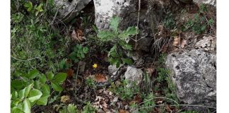 KOD ZENICE USLIKANA NAJOTROVNIJA ZMIJA U EVROPI: Sve mame slatke jagode, a malo ko gleda šta vreba među njima – oprez za berače!