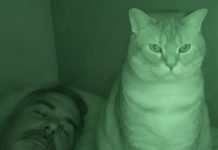 Nisam razumela zašto naša mačka tako pažljivo gleda mene i mog muža dok spavamo… Izgledalo je zastrašujuće . U jednom trenutku sam postavila kameru da vidim šta se dešava noću. Ono što sam videla na snimku zaista me je prestravilo